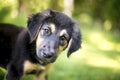 A cute young German Shepherd mixed breed puppy Royalty Free Stock Photo