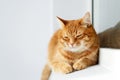 Cute young ginger cat lying and resting, white background Royalty Free Stock Photo