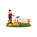 Cute young girl feeding sheep on farmyard. Farmer woman in shirt, overall and rubber boots. Wooden fence on background Royalty Free Stock Photo