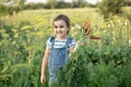 Cute young girl holding a bunch of fresh organic carrots in a garden or farm, harvesting vegetables. Agriculture, local Royalty Free Stock Photo