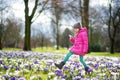 Cute young girl picking crocus flowers on beautiful blooming crocus meadow on early spring Royalty Free Stock Photo