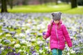 Cute young girl picking crocus flowers on beautiful blooming crocus meadow on early spring Royalty Free Stock Photo