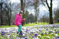 Cute young girl picking crocus flowers on beautiful blooming crocus meadow on early spring Royalty Free Stock Photo