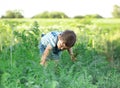 Cute young girl picking fresh organic carrots in a garden or farm, harvesting vegetables. Agriculture, local business and healthy Royalty Free Stock Photo