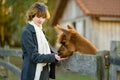 Cute young girl stroking an alpaca at a farm zoo on autumn day. Child feeding a llama on an animal farm. Kid at a petting zoo at Royalty Free Stock Photo