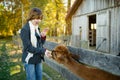 Cute young girl stroking an alpaca at a farm zoo on autumn day. Child feeding a llama on an animal farm. Kid at a petting zoo at Royalty Free Stock Photo