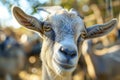 Cute young goat at a farm looking at the camera Royalty Free Stock Photo