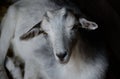 Cute young goat lying in the paddock. Farm animal in low key photography