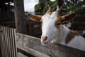 Young white and brown goat farm portrait Royalty Free Stock Photo