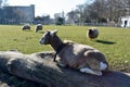 Cute young goat on a tree stump. Royalty Free Stock Photo