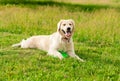 Cute young golden retriever dog giving a paw Royalty Free Stock Photo