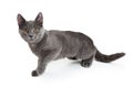 Young Gray Kitty Walking Forward Royalty Free Stock Photo