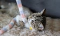 Cute young gray tabby cat kitten lying down looking up playing and biting a string toy on soft carpet Royalty Free Stock Photo