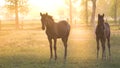 Cute young horse following a larger horse around the breathtaking sunlit pasture