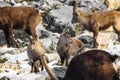 Cute young ibex children with parents Royalty Free Stock Photo