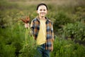 Cute young kid boy child picking fresh organic carrots in a garden or farm, harvesting vegetables. Agriculture, local business and Royalty Free Stock Photo