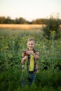 Cute young kid boy child picking fresh organic carrots in a garden or farm, harvesting vegetables. Agriculture, local business and Royalty Free Stock Photo