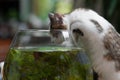 Cute young kitten and a fish bowl