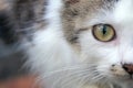 A cute young kitten looking at the camera, The Focus option centers on the eye area Royalty Free Stock Photo