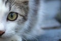A cute young kitten looking at the camera, The Focus option centers on the eye area Royalty Free Stock Photo