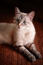 Cute young kitten looking at the camera Royalty Free Stock Photo