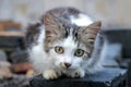 A cute young kitten, sitting on the ground with sharp eyes looking at the camera Royalty Free Stock Photo