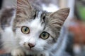 A cute young kitten, sitting on the ground with sharp eyes looking at the camera Royalty Free Stock Photo