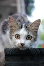 A cute young kitten, sitting on the ground with sharp eyes looking at the camera Royalty Free Stock Photo