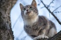 Cute young kitten sitting on a tree branch. Cat walk Royalty Free Stock Photo