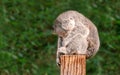 A cute young Koala sits sound asleep balanced on a wooden post Royalty Free Stock Photo