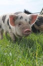 Cute young Kune Kune piglet in a field Royalty Free Stock Photo