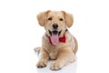 Cute young labrador retriever dog wearing bowtie and sticking out tongue Royalty Free Stock Photo