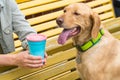 Cute young labrador sitting close to hs pet partent at the blue cup with a pink cover