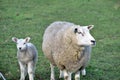 A mother sheep and her cute baby lamb in their field in North Brabant  Netherlands Royalty Free Stock Photo