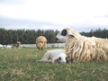 A cute young lamb laying by mother sheep