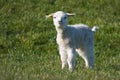 Cute young lamb at springtime Royalty Free Stock Photo
