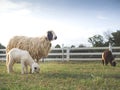 A cute young lamb standing by mother sheep