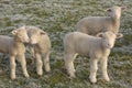 Cute Young lambs Royalty Free Stock Photo