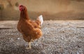 Cute young laying hen in a yard