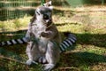Cute young lemur resting on the grass sitting in a cage at the zoo Royalty Free Stock Photo