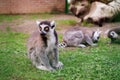 Cute young lemur (ring-tailed lemur, ring-tailed lemur, Lemur catta) resting on the grass sitting in a cage at the zoo Royalty Free Stock Photo