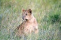 Young watchfull lion cub sitting in high grass, Serengeti, Tanzania Royalty Free Stock Photo
