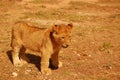 Lion cub