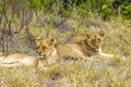 Cute young lions children safari Kruger National Park South Africa Royalty Free Stock Photo