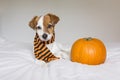 cute young little dog posing on bed wearing an orange and black scarf and lying next to a pumpkin. Halloween concept. white Royalty Free Stock Photo