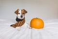 cute young little dog posing on bed wearing an orange and black scarf and lying next to a pumpkin. Halloween concept. white Royalty Free Stock Photo
