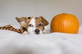 cute young little dog posing on bed wearing an orange and black scarf and lying next to a pumpkin. Halloween concept. white Royalty Free Stock Photo