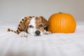 cute young little dog posing on bed wearing an orange and black scarf and lying next to a pumpkin. Halloween concept. white Royalty Free Stock Photo