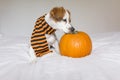 cute young little dog posing on bed wearing an orange and black scarf and lying next to a pumpkin. Halloween concept. white Royalty Free Stock Photo