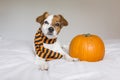 cute young little dog posing on bed wearing an orange and black scarf and lying next to a pumpkin. Halloween concept. white Royalty Free Stock Photo